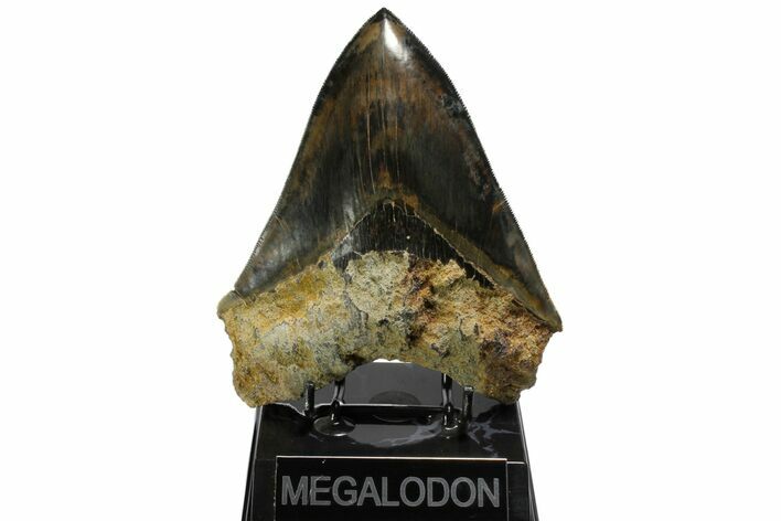 Serrated, Colorful Megalodon Tooth - Indonesia #151825
